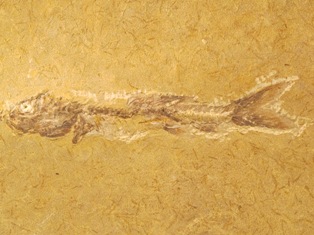 Fóssil de Peixe